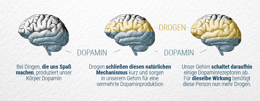 Dopamin und das Gehirn Dopamin und das Gehirn