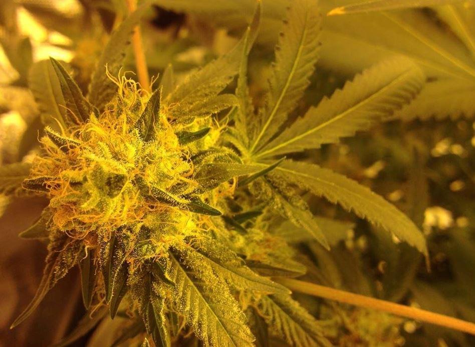 Bubble kush unsere Version von Bubba Kush Royal Queen Seeds RQS Blog