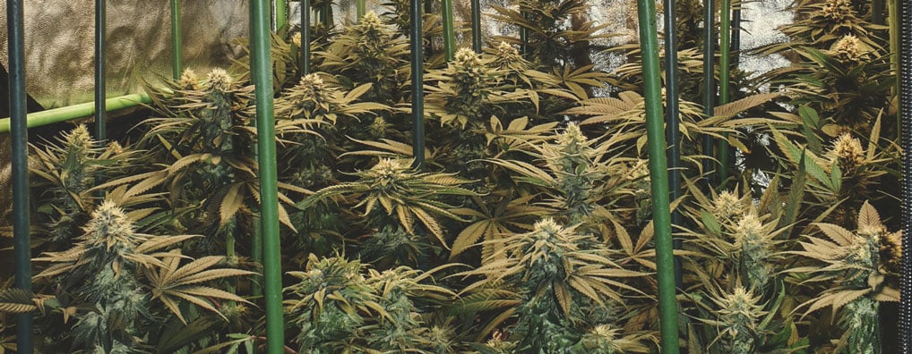 Bubble Kush Bubble Kush