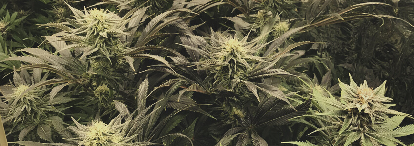 Bubble Kush Bubble Kush