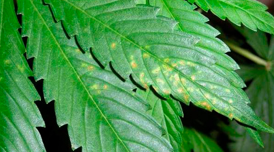 Коричневые пятна у листьев конопли бийск марихуана