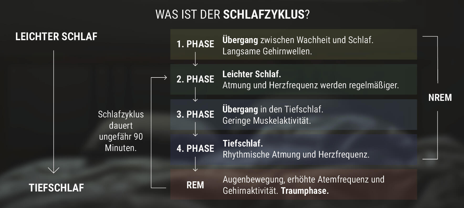 Was ist der Schlafzyklus?