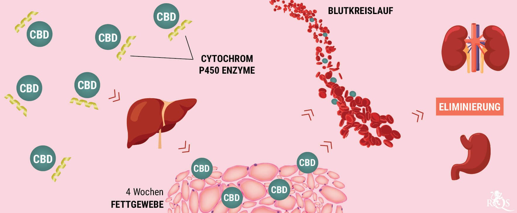 Wie metabolisiert der Körper CBD? Wie metabolisiert der Körper CBD?