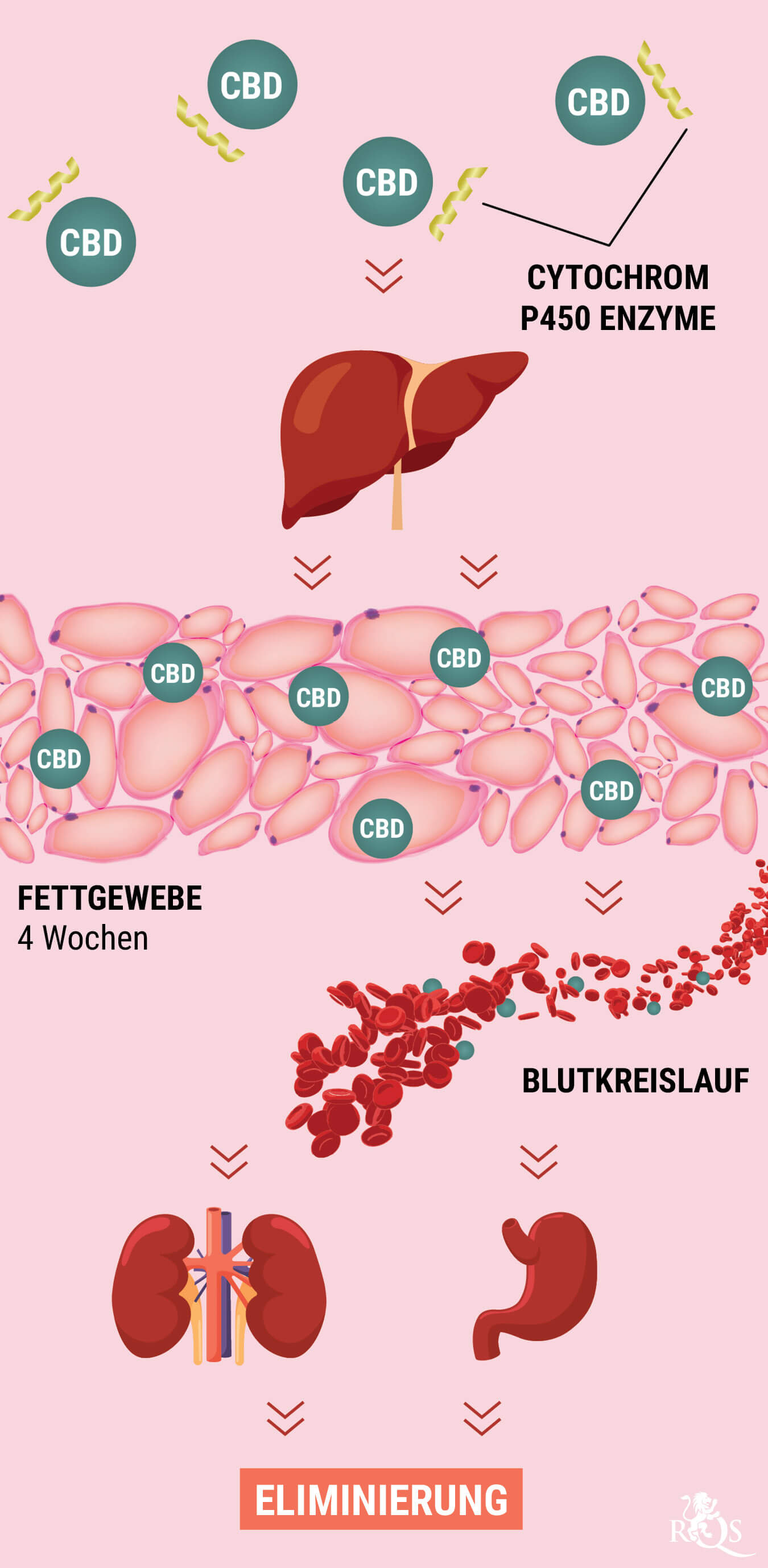 Wie metabolisiert der Körper CBD? Wie metabolisiert der Körper CBD?