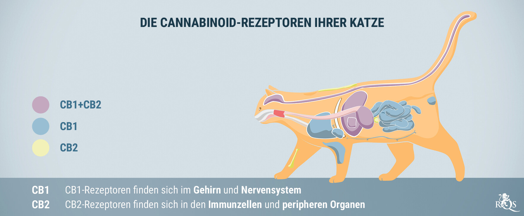 Wie Wirkt CBD Bei Katzen?