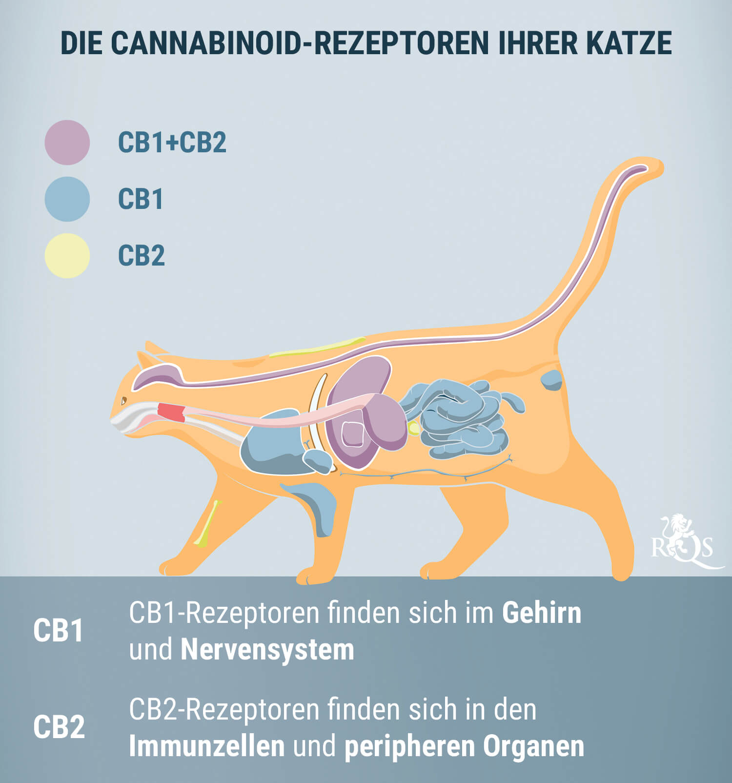 Wie Wirkt CBD Bei Katzen?