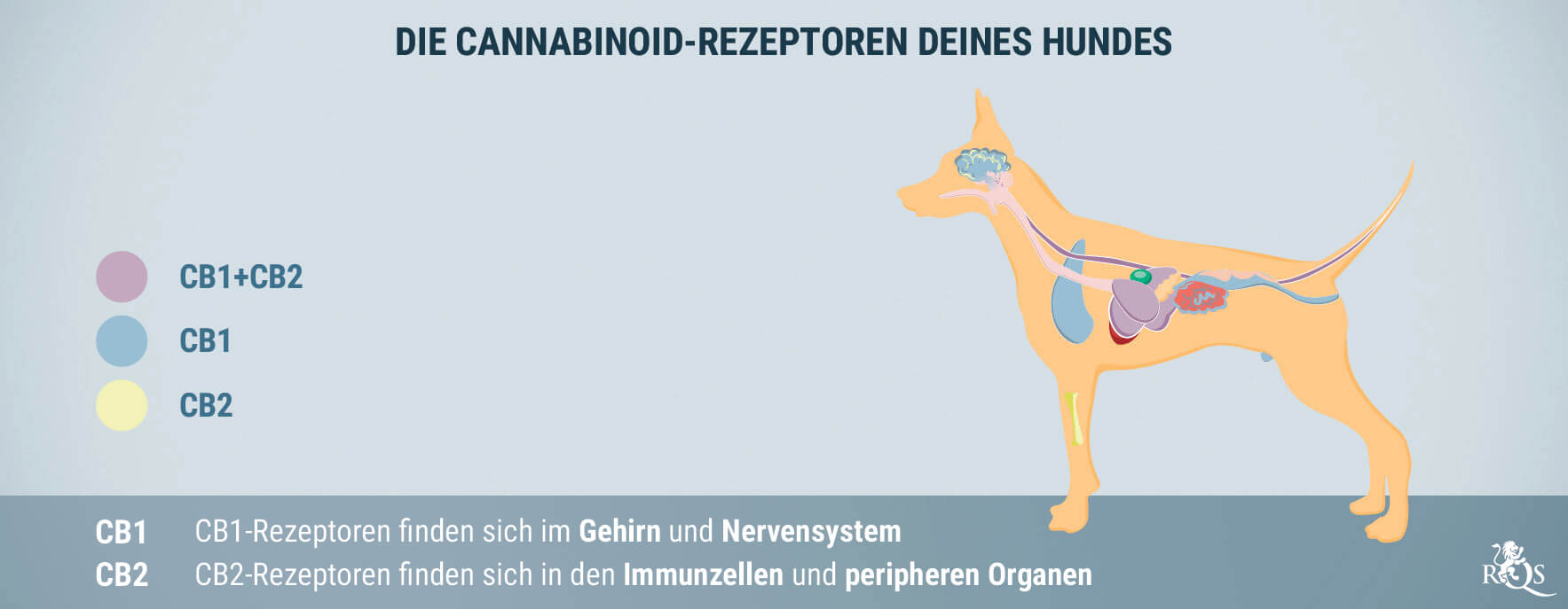 CBD für Hunde: Was wir bisher wissen