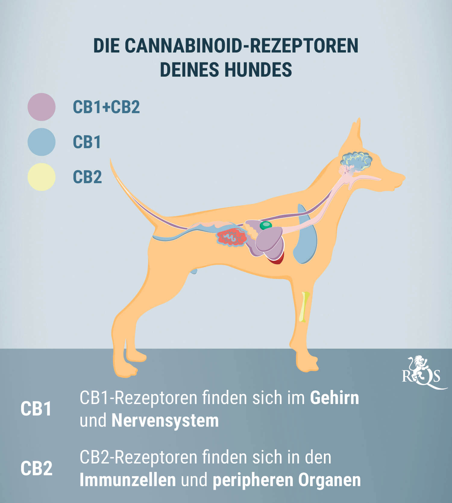 CBD für Hunde: Was wir bisher wissen