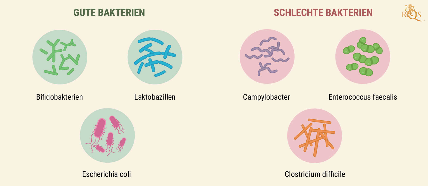 Wie Dein Verdauungssystem funktioniert