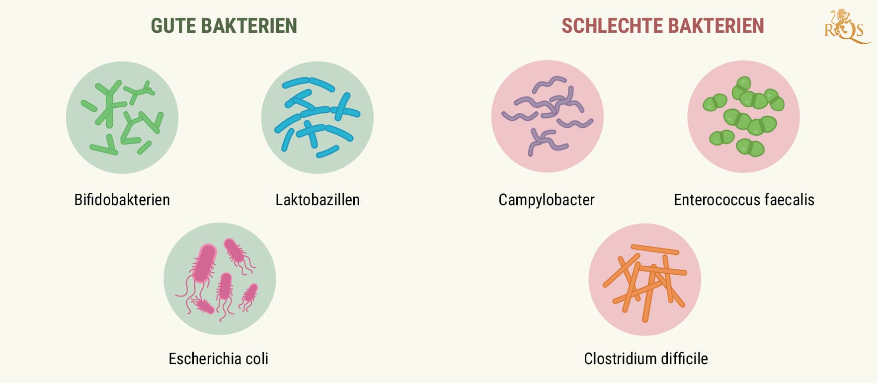 How Your Digestive System Works