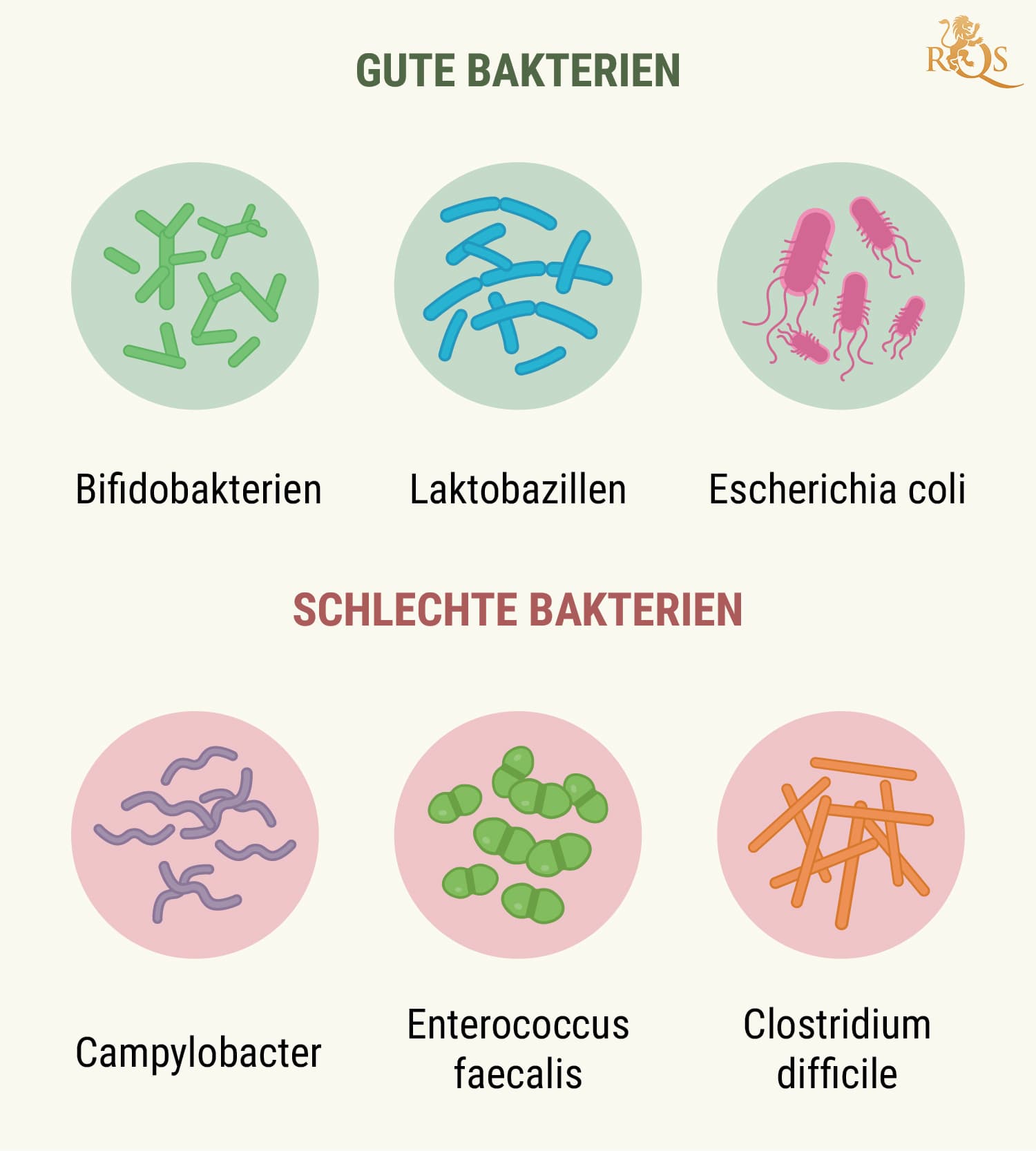 How Your Digestive System Works