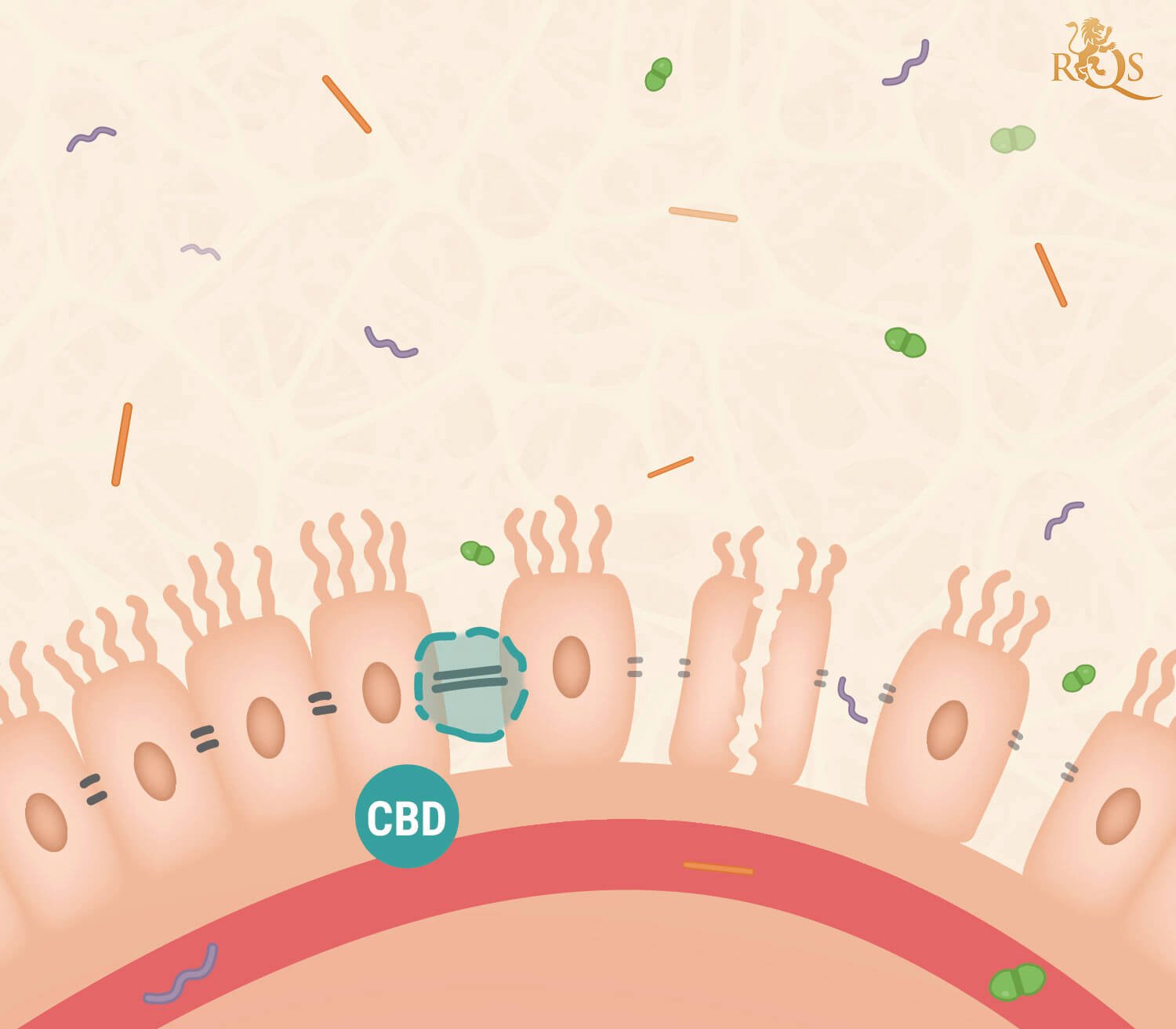 CBD und Leaky-Gut-Syndrom