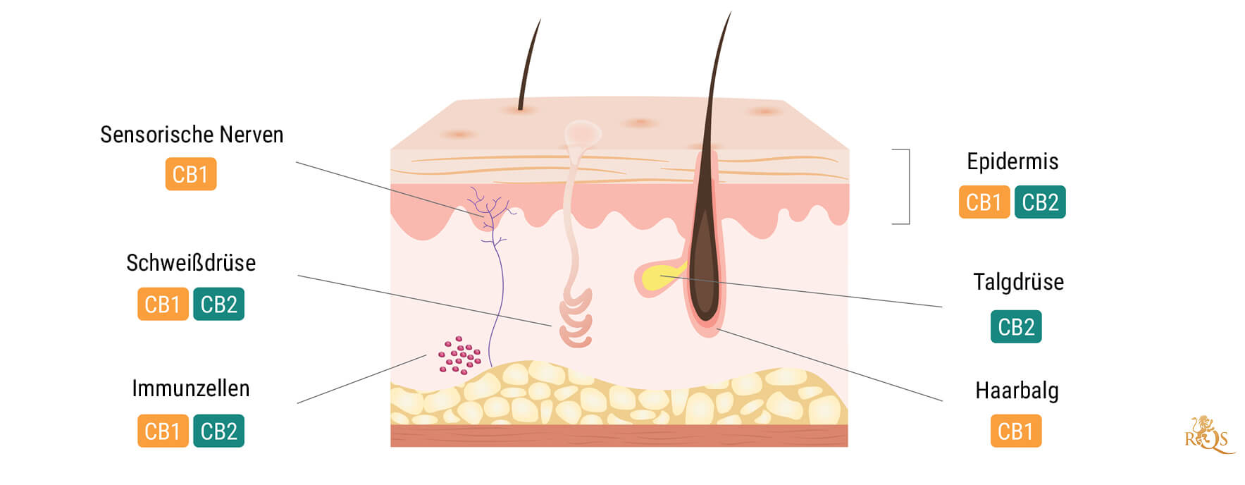 Bedeutung des Endocannabinoid-Systems der Haut