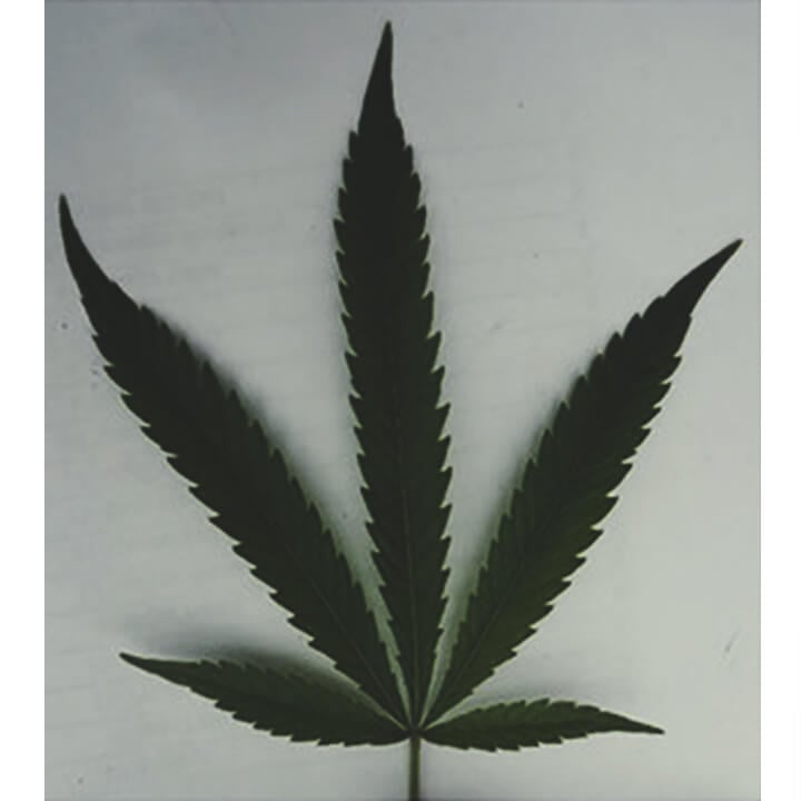Forschungsergebnis Besagt, Dass Blätter Etwas Über Die Chemikalien In Cannabis Aussagen Können