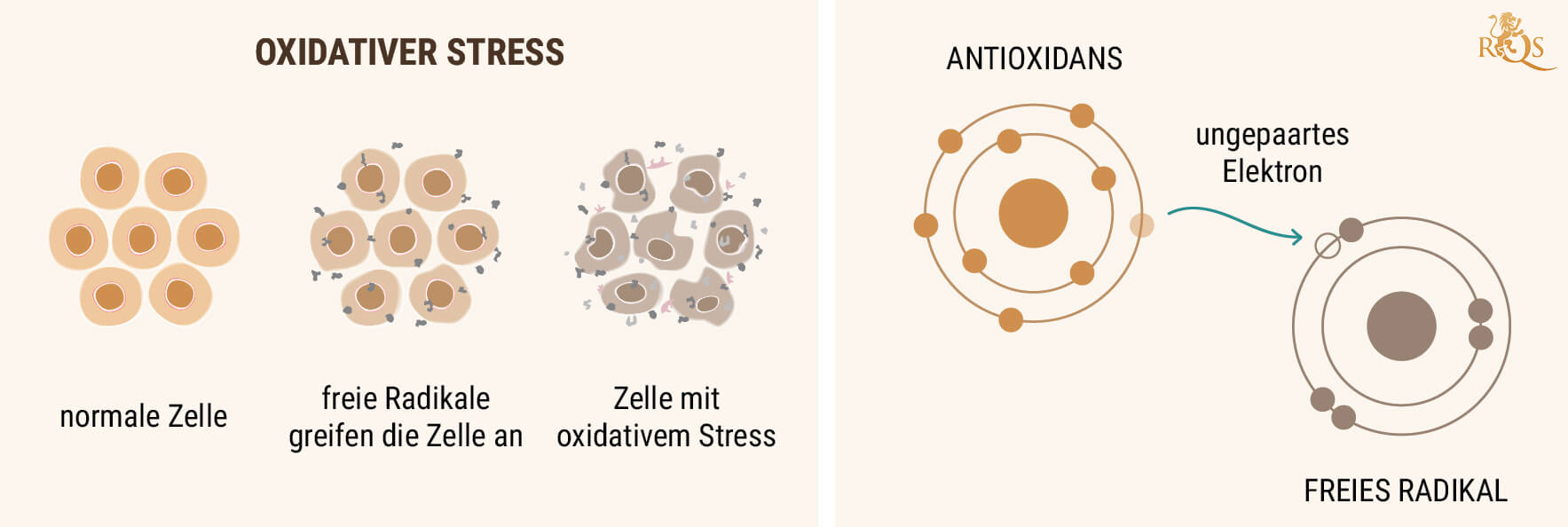 CBD-ÖL ALS ANTIOXIDANS