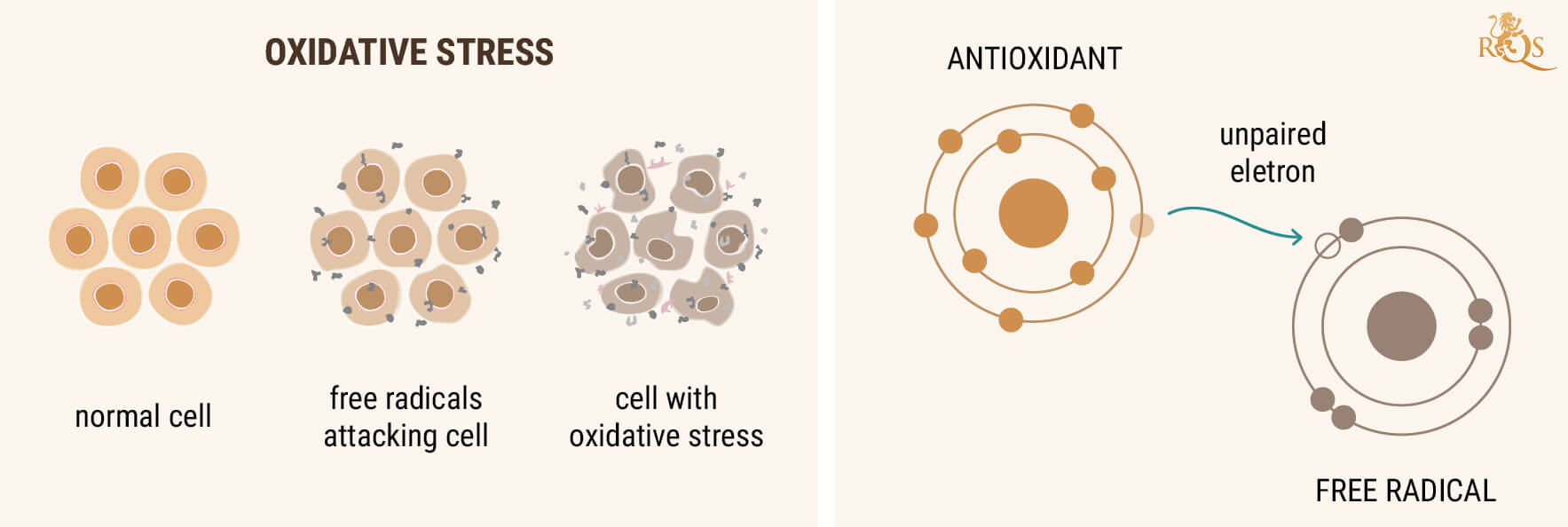 CBD-ÖL ALS ANTIOXIDANS CBD-ÖL ALS ANTIOXIDANS