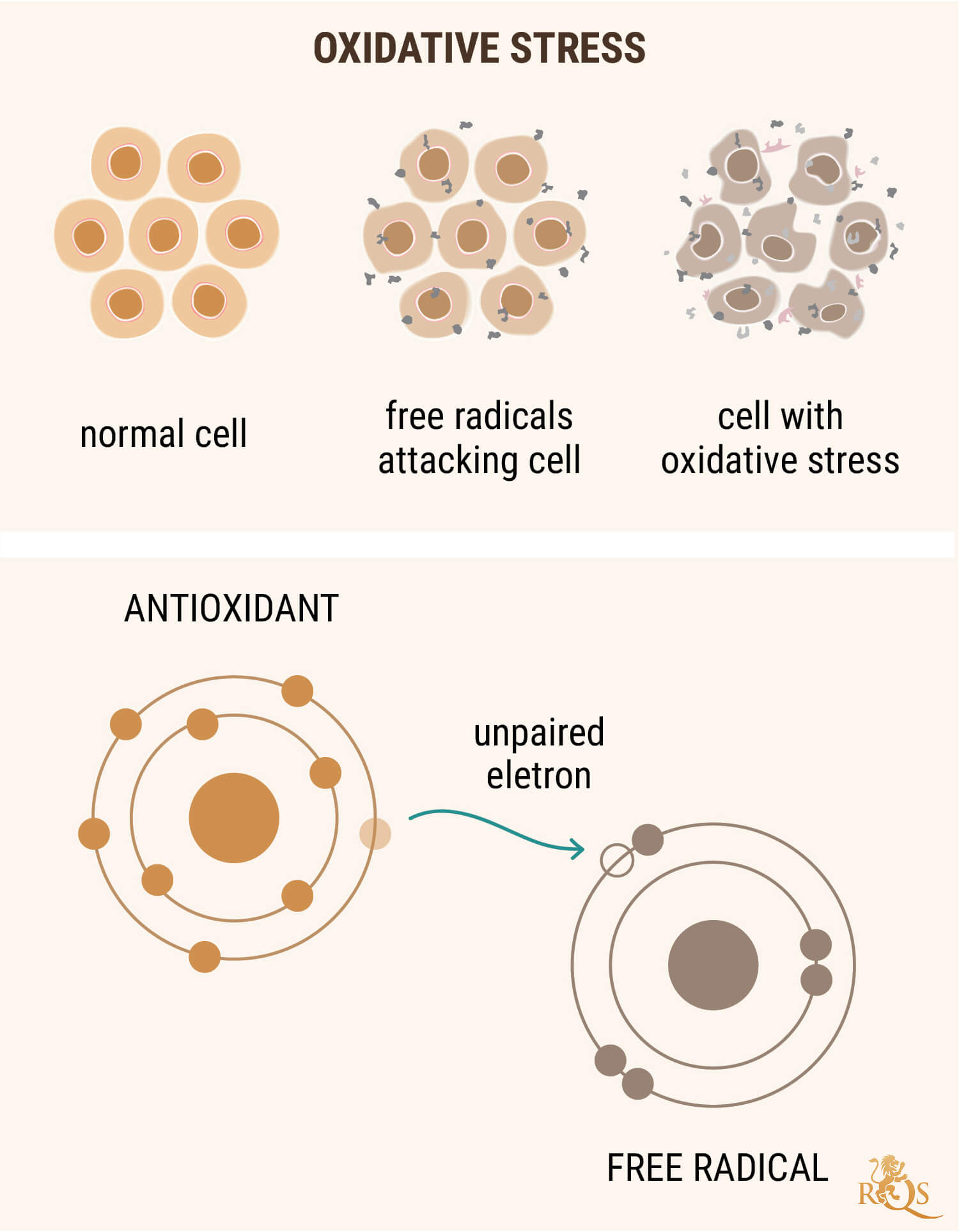 CBD-ÖL ALS ANTIOXIDANS CBD-ÖL ALS ANTIOXIDANS