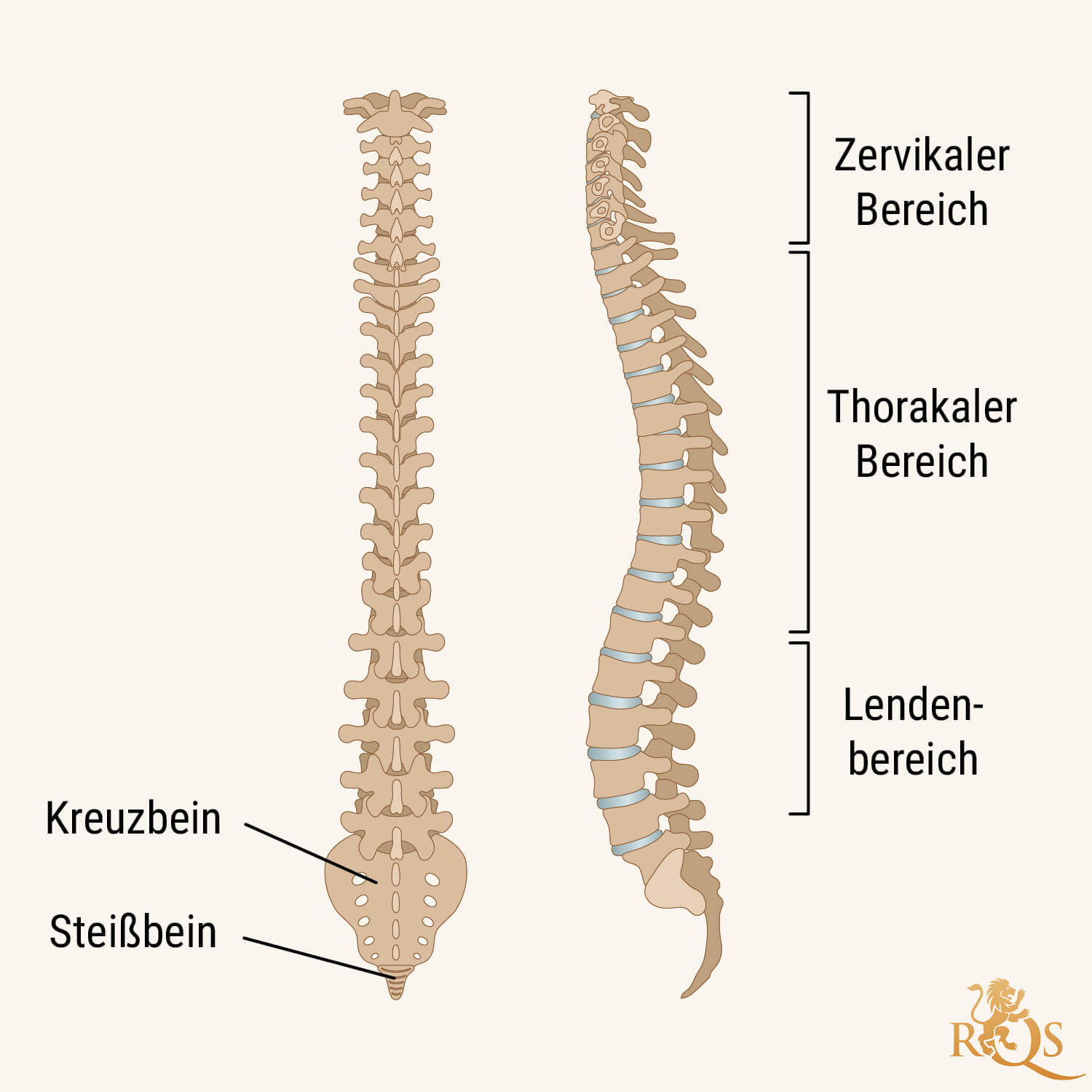 Was ist eine degenerative Bandscheibenveränderung?