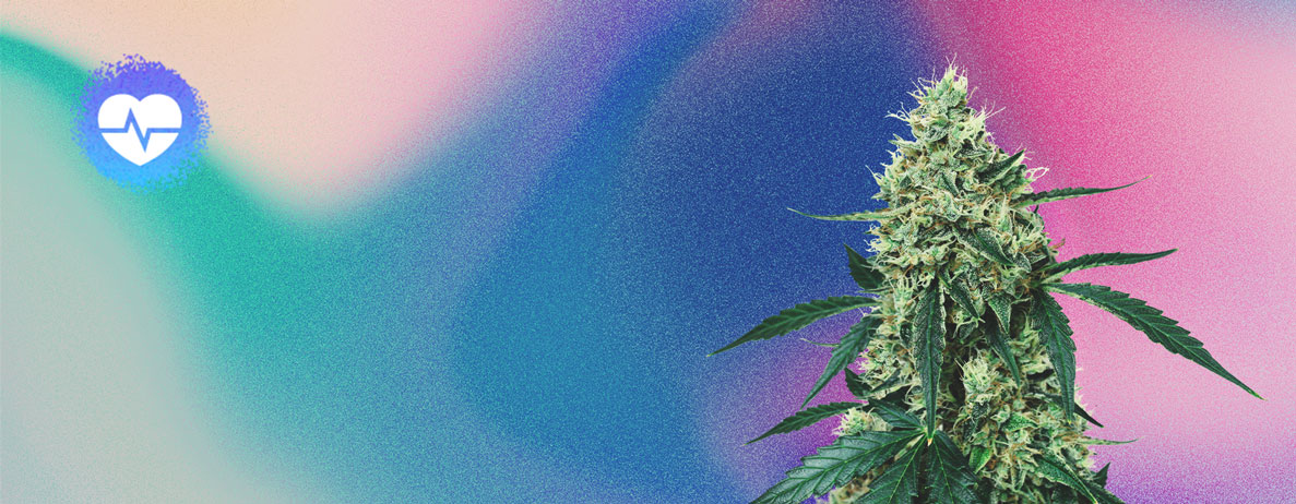 Neue CBD-Cannabissorten 2022