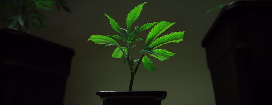 Klon schneiden Marihuana Pflanze