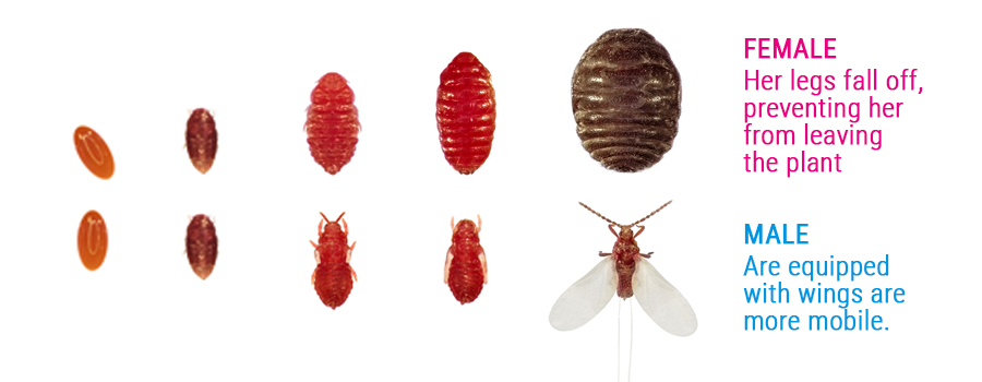 Cochineal pest