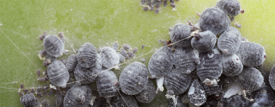 Cochineal Marienkäfer Warm Klimaprävention infizierte Pflanzen Cannabis
