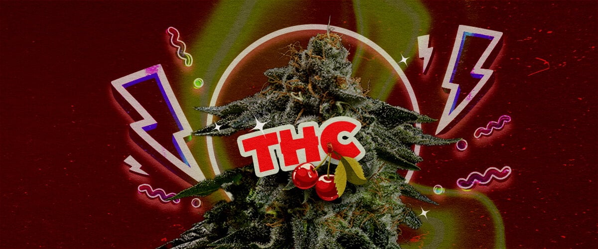 THC-Gehalt und Potenz von Cherry Pie Eine Illustration eines Cannabisknospe mit dem fett gedruckten Text