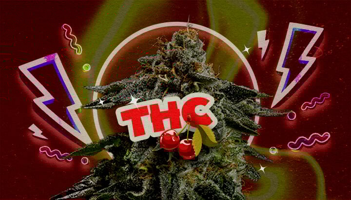 THC-Gehalt und Potenz von Cherry Pie Eine Illustration eines Cannabisknospe mit dem fett gedruckten Text
