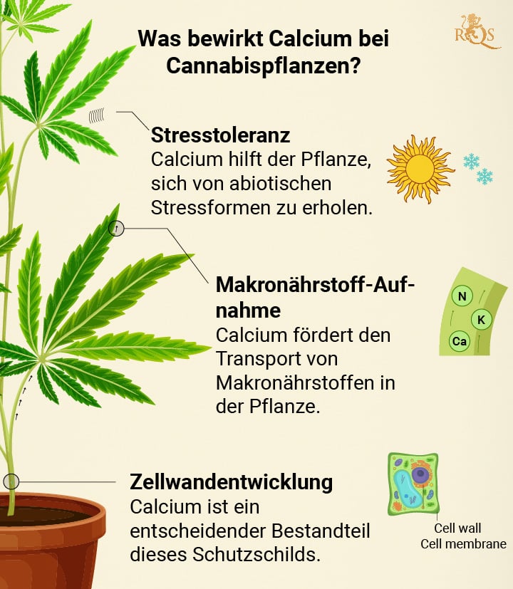 Calcium benefits for Cannabis plant