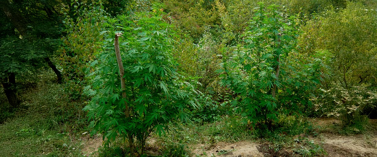 Tarnung und Sicherheit für Guerilla-Anbau Zwei Cannabis-Pflanzen getarnt unter Bäumen, Sträuchern und hohen Gräsern im Wald, mit Tipps zur Nutzung natürlicher Deckung, Vermeidung von Pfaden, Verteilung der Pflanzen und Diskretion.