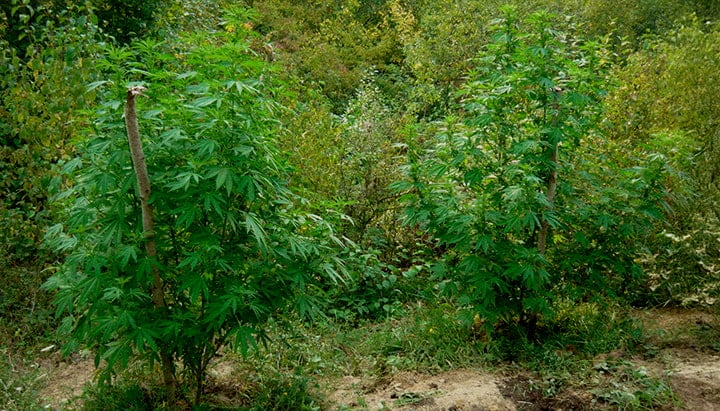 Tarnung und Sicherheit für Guerilla-Anbau Zwei Cannabis-Pflanzen getarnt unter Bäumen, Sträuchern und hohen Gräsern im Wald, mit Tipps zur Nutzung natürlicher Deckung, Vermeidung von Pfaden, Verteilung der Pflanzen und Diskretion.