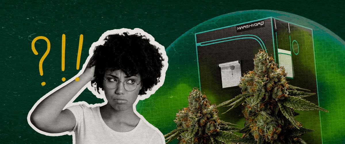 Abschließende Gedanken: Kann ein Grow-Zelt Wirklich Geruchsdicht Sein Cannabis Eine Illustration von Cannabisknospen mit einem Grow-Zelt und einer verwirrten Frau, auf einem grünen Hintergrund, die überlegt, ob ein Grow-Zelt wirklich geruchsdicht sein kann.