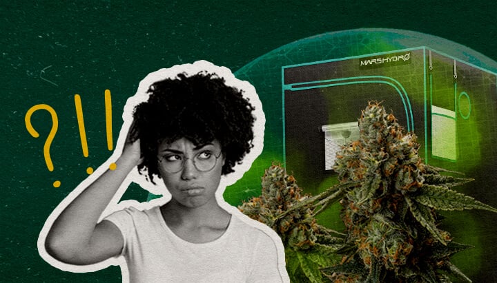 Abschließende Gedanken: Kann ein Grow-Zelt Wirklich Geruchsdicht Sein Cannabis Eine Illustration von Cannabisknospen mit einem Grow-Zelt und einer verwirrten Frau, auf einem grünen Hintergrund, die überlegt, ob ein Grow-Zelt wirklich geruchsdicht sein kann.
