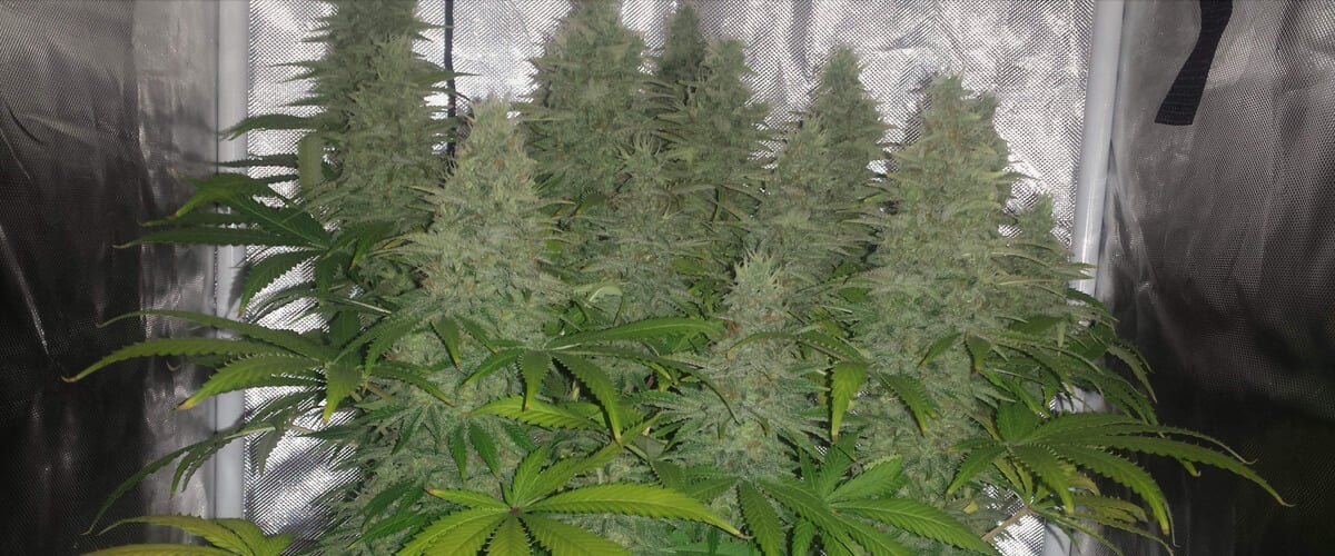 Nahaufnahme eines Indoor-Anbaus von Candy Kush in voller Blüte, mit großen, mit Trichomen bedeckten Blüten, umgeben von grünen und vergilbten Blättern unter künstlichem Licht.