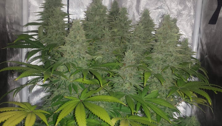 Nahaufnahme eines Indoor-Anbaus von Candy Kush in voller Blüte, mit großen, mit Trichomen bedeckten Blüten, umgeben von grünen und vergilbten Blättern unter künstlichem Licht.