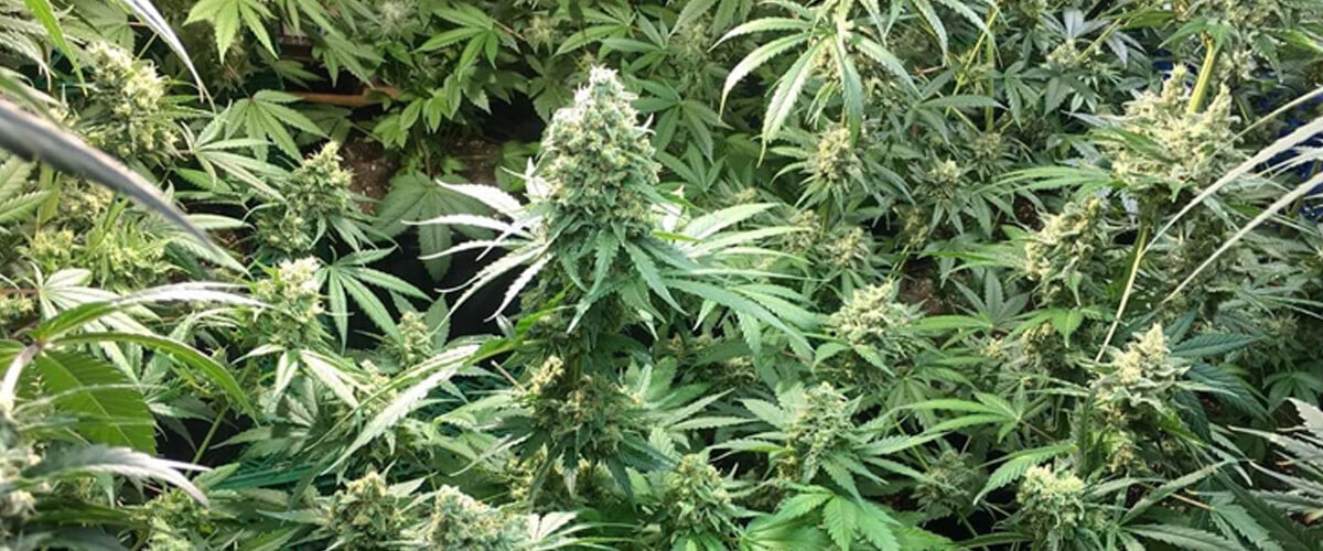Indoor-Anbau von Candy Kush Express Cannabispflanzen mit dichten, harzbedeckten Blüten, umgeben von kräftig grünen Blättern.