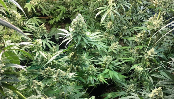 Indoor-Anbau von Candy Kush Express Cannabispflanzen mit dichten, harzbedeckten Blüten, umgeben von kräftig grünen Blättern.