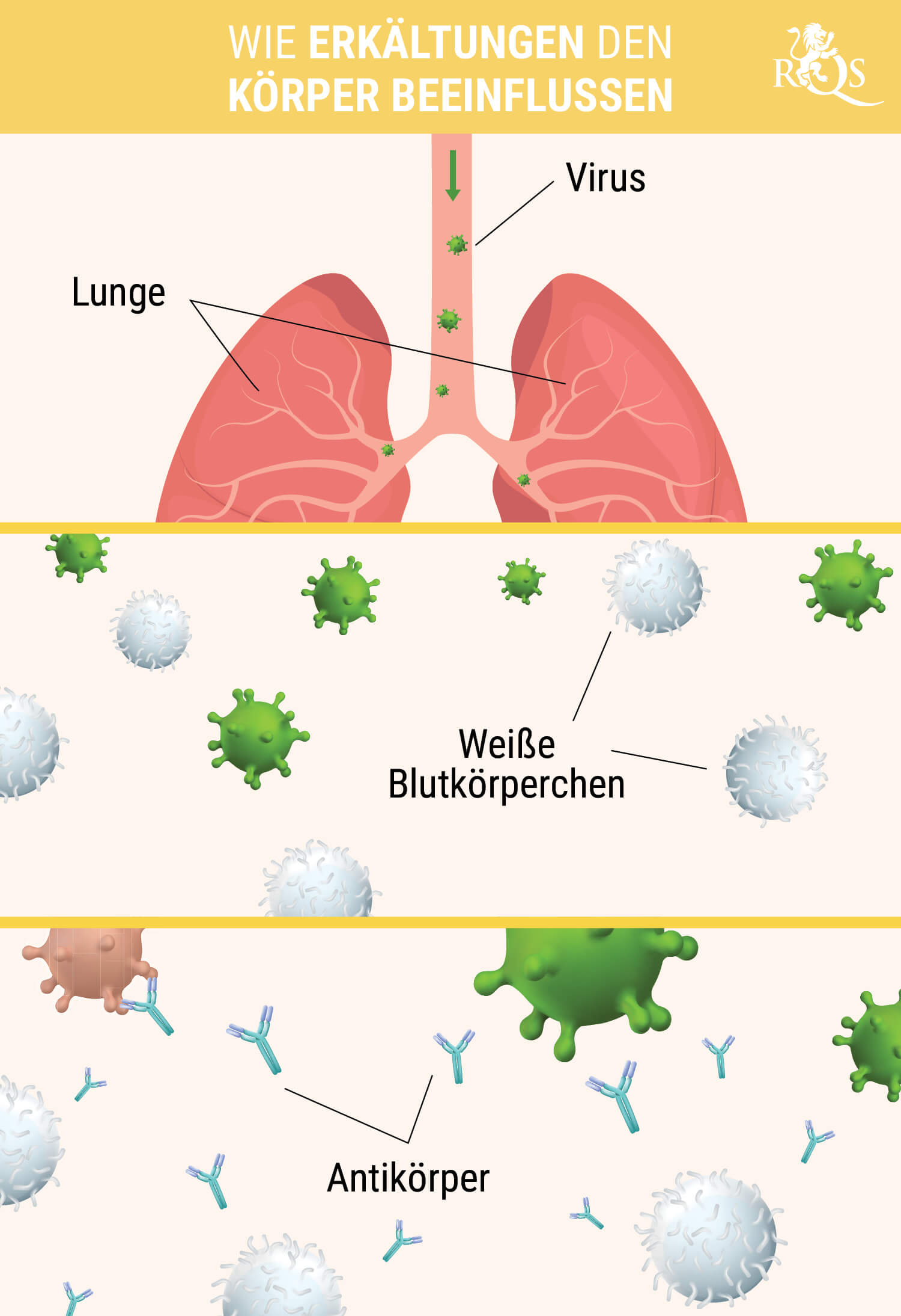 Wie eine Erkältung den Körper beeinflusst