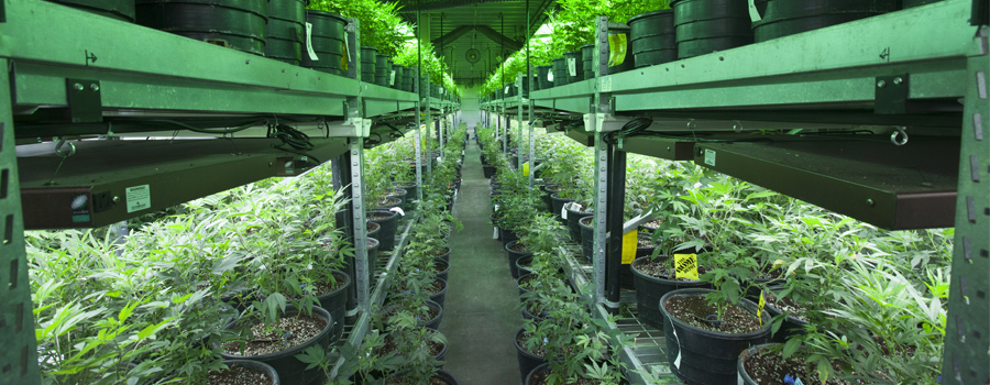 Cannabis-Indoor-Anbau