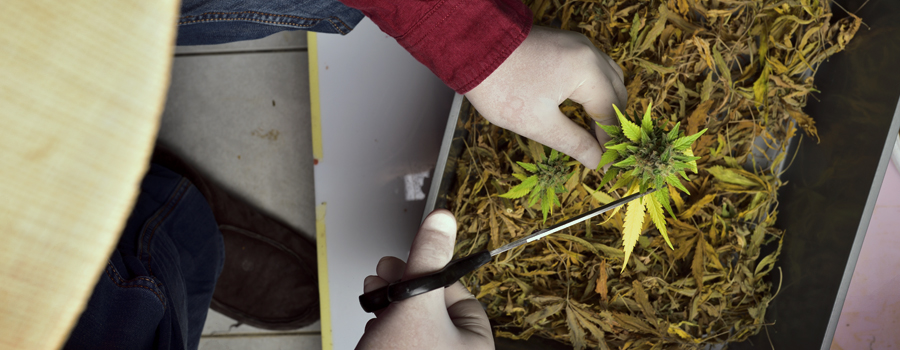 Cannabis-Industrie Job Position
