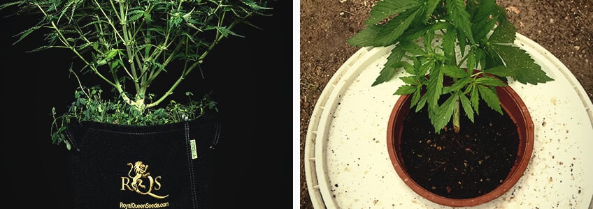 Cannabiswurzeln fühlen sich bei etwa 24°C am wohlsten und atmen