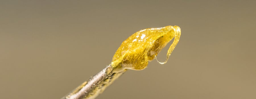 Cannabis rosin oil