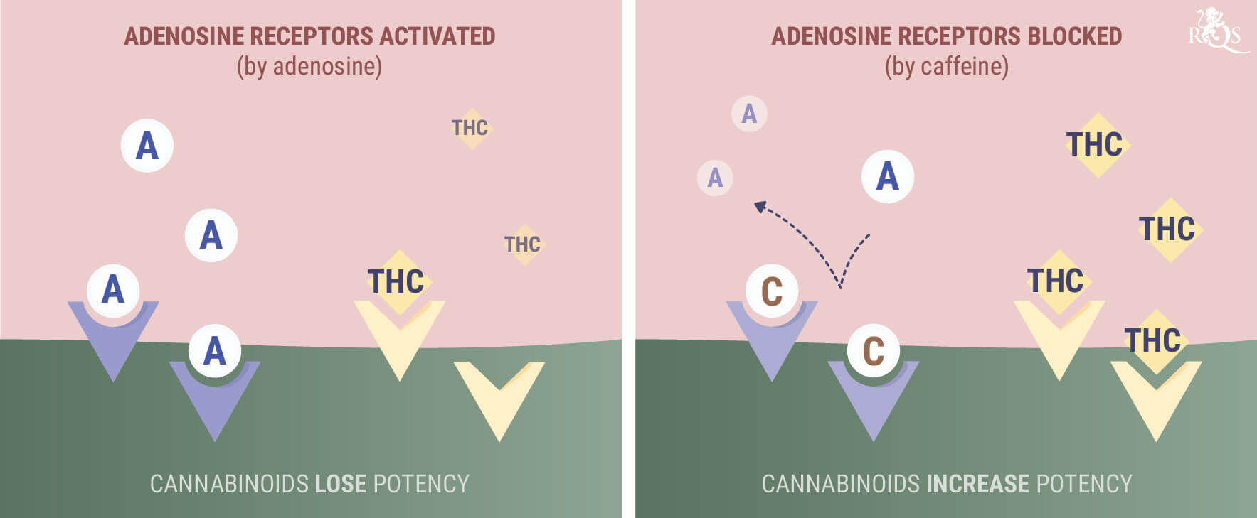 Was passiert, wenn man Cannabis oder CBD mit Koffein kombiniert? Was passiert, wenn man Cannabis oder CBD mit Koffein kombiniert?