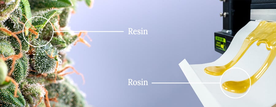 Cannabis resin vs rosin