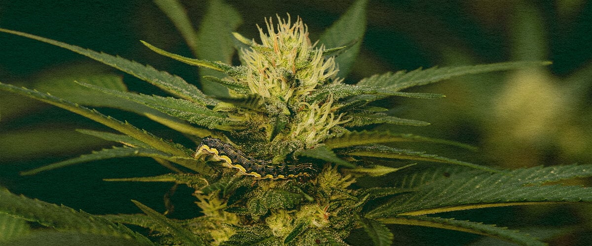 Meistern Sie das Entfernen von Raupen von Cannabispflanzen mit Dieser Detaillierten Blatt-Nahaufnahme Nahaufnahme einer Cannabispflanze mit grünen Blättern, die Schäden durch Raupen zeigen, auf einem dunkelgrünen Hintergrund, nützlich für Anleitungen zum Entfernen von Schädlingen von Cannabispflanzen.