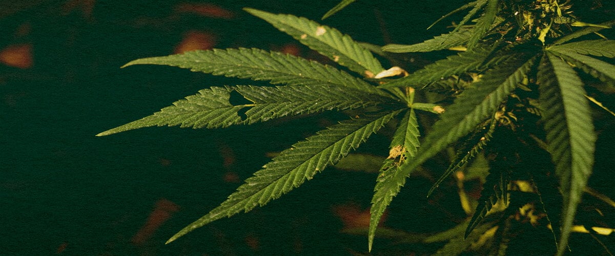 Erfahren Sie, ob Raupen Ihre Cannabispflanzen Töten Können, mit Dieser Detaillierten Nahaufnahme Nahaufnahme einer Cannabispflanze mit grünen Blättern und sichtbaren Schäden durch Raupen auf einem dunkelgrünen Hintergrund, die potenzielle Schädlingsbedrohungen für das Cannabiskw werden hervorhebt.