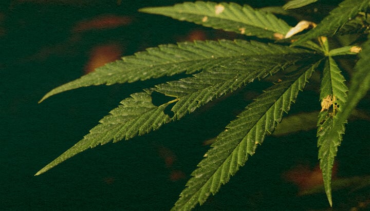 Erfahren Sie, ob Raupen Ihre Cannabispflanzen Töten Können, mit Dieser Detaillierten Nahaufnahme Nahaufnahme einer Cannabispflanze mit grünen Blättern und sichtbaren Schäden durch Raupen auf einem dunkelgrünen Hintergrund, die potenzielle Schädlingsbedrohungen für das Cannabiskw werden hervorhebt.