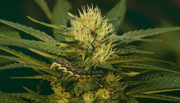 Meistern Sie das Entfernen von Raupen von Cannabispflanzen mit Dieser Detaillierten Blatt-Nahaufnahme Nahaufnahme einer Cannabispflanze mit grünen Blättern, die Schäden durch Raupen zeigen, auf einem dunkelgrünen Hintergrund, nützlich für Anleitungen zum Entfernen von Schädlingen von Cannabispflanzen.