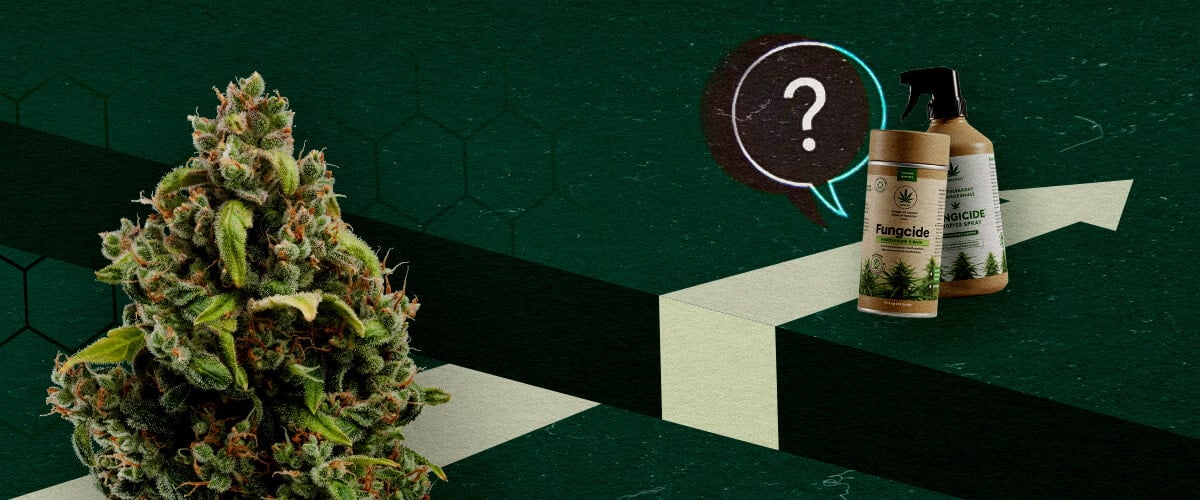 Bevorstehende Herausforderungen: Grenzen von Fungiziden auf Cannabisbasis Eine Cannabisblüte und organische Fungizidprodukte neben einem Fragezeichen und einem Aufwärtspfeil, die das Potenzial und die Herausforderungen von Fungiziden auf Cannabisbasis darstellen.