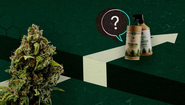 Bevorstehende Herausforderungen: Grenzen von Fungiziden auf Cannabisbasis Eine Cannabisblüte und organische Fungizidprodukte neben einem Fragezeichen und einem Aufwärtspfeil, die das Potenzial und die Herausforderungen von Fungiziden auf Cannabisbasis darstellen.